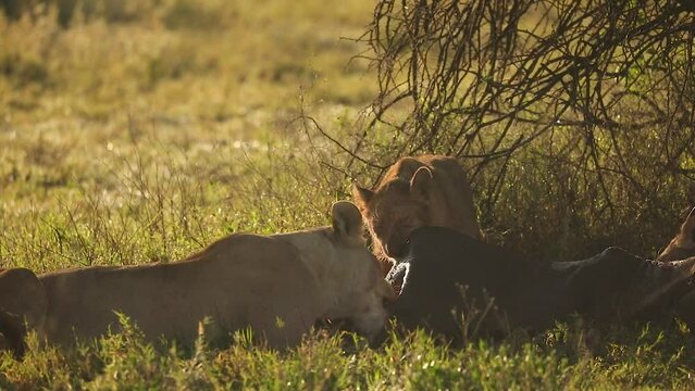 A lioness and cub eating a kill together