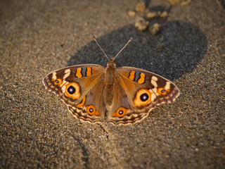 Meadow argus butterfly on beach