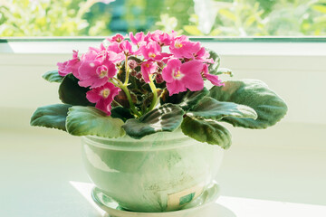 A pink African decorative violet blooms in a ceramic pot on a sunny windowsill.