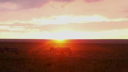 Zebra on the savannah walking through sunlight at sunset