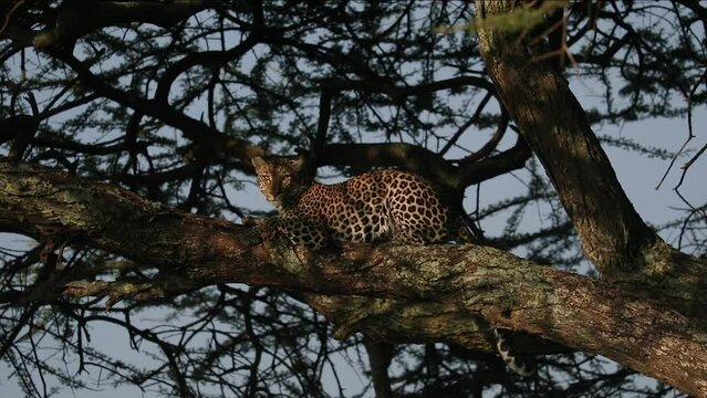 Leopard in a tree at sunset with golden light
