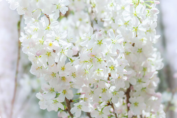 Soft-focused white cherry blossoms or Sakura flowers against a natural background. Blooming fruit trees in the orchard. A floral banner suitable for agriculture or horticulture businesses.