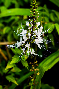 Cat's whiskers flower or "Orthosiphon aristatus" with green leaves background also known in Indonesia as 'bunga kumis kucing'. It is also consumed as a herbal drinking.