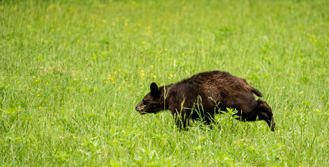 Young Black Bear Runs Across Grassy Field