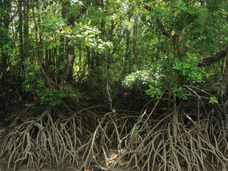 Mangrove forests growing in saltwater swamps are easy to find in tropical areas