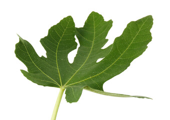 Fototapeta premium One green leaf of fig tree isolated on white