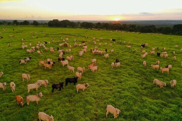 Beautifull  Nellore beef cattle grazing intensive tropical pasture in Brazil project