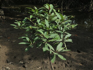 Mangrove forests growing in saltwater swamps are easy to find in tropical areas