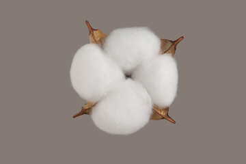 Beautiful fluffy cotton flower on beige background, top view