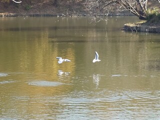 landscape of beautiful reflection of the pond