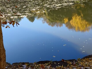 landscape of beautiful reflection of the pond