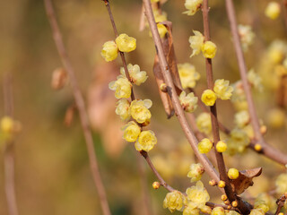 Macro of the flower of Chimonanthus, wintersweet, genus of flowering plants in the family Calycanthacea, yellow flowers blooming in winter and early spring.