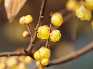 Macro of the flower of Chimonanthus, wintersweet, genus of flowering plants in the family Calycanthacea, yellow flowers blooming in winter and early spring.