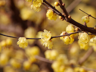 Macro of the flower of Chimonanthus, wintersweet, genus of flowering plants in the family Calycanthacea, yellow flowers blooming in winter and early spring.