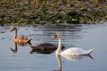 swans family on the river