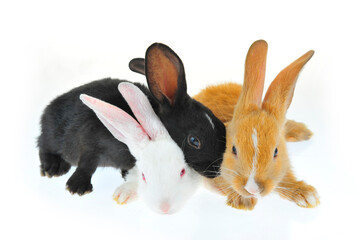 The rabbit in a white background