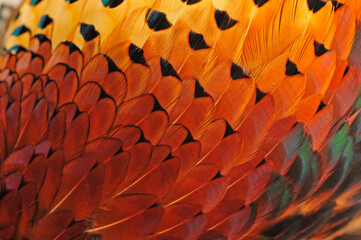 Texture pheasant feather