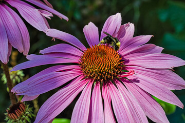 Fototapeta premium 2020-07-12 BUMBLE BEE COLECTING POLLEN FROM A PURPLE CONE FLOWER ON MERCER ISLAND WASHINGTON-
