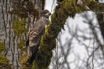 2022-12-07 A YOUNG BALD EAGLE PERCHED IN A TREE NEXT TO THE SKAGIT RIVER IN WASHINGTON STATE
