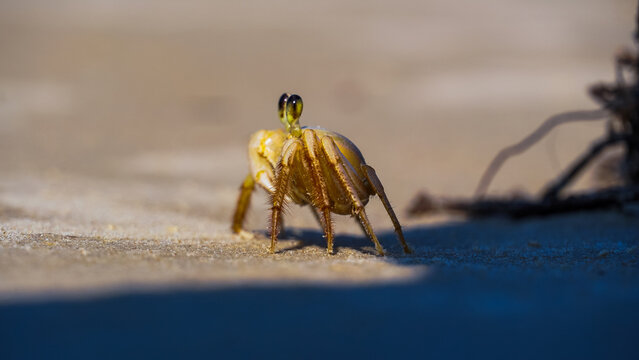 Siri na Praia - Bombihas - Santa Catarina - Brasil