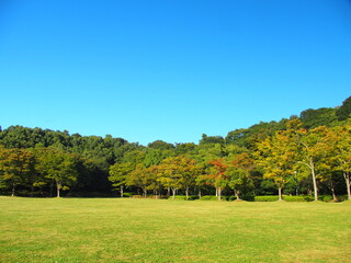秋の草原と林のある1世紀の森と広場風景