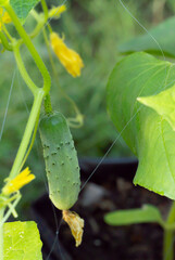 Green cucumber fruits have white hairs and soft thorns around the fruit. Cucumber fruits ready to be harvested for eating hang on the cucumber tree.