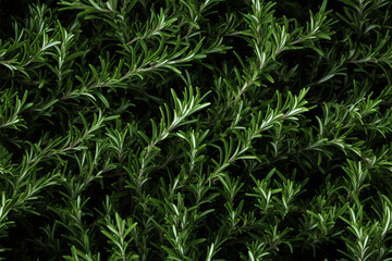 rosemary background wall texture pattern seamless wallpaper