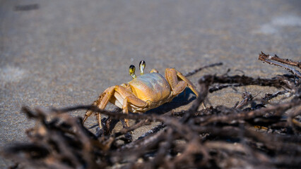 Siri na Praia - Bombihas - Santa Catarina - Brasil