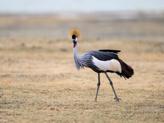 Gray Crowned-Crane closeup portrait in Ngorongoro crater