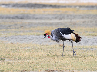 Gray Crowned-Crane foraging in  Ngorongoro crater