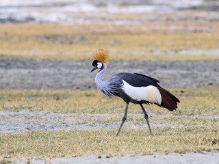 Gray Crowned-Crane closeup portrait in Ngorongoro crater