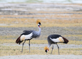 Obraz premium Two Gray Crowned-Cranes foraging in Ngorongoro crater