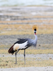 Gray Crowned-Crane closeup portrait in Ngorongoro crater
