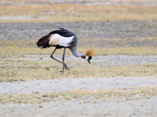 Gray Crowned-Crane foraging in  Ngorongoro crater