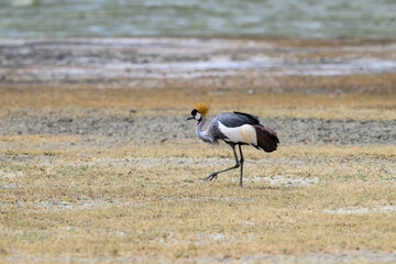 Gray Crowned-Crane foraging in  Ngorongoro crater