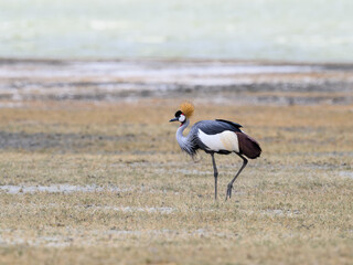 Gray Crowned-Crane foraging in  Ngorongoro crater