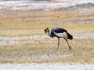 Gray Crowned-Crane foraging in  Ngorongoro crater