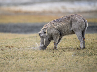 Warthog foraging in savannah of Tanzania