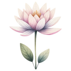 Fototapeta na wymiar A Water Lily Flower, Watercolor Style, Isolate on Transparent Background. Generative AI
