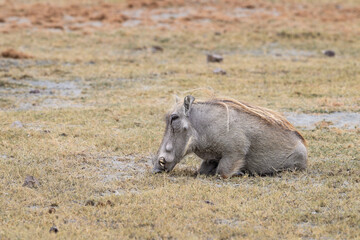Warthogs eating with its front knees on the ground