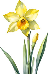 Fototapeta premium Watercolor painting of Daffodil flower. 