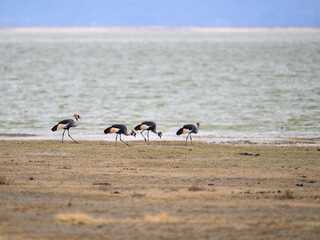 Naklejka premium Gray Crowned-Cranes foraging in Ngorongoro crater