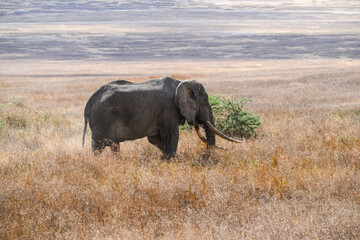 African Elephant standing on dry grass in Ngorongoro Conservation Area, Tanzania
