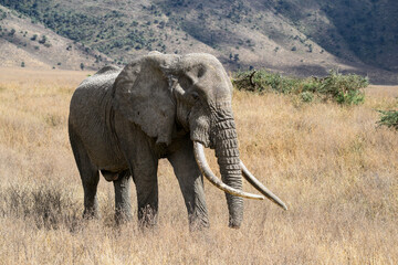 African Elephant standing on dry grass in Ngorongoro Conservation Area, Tanzania