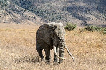 African Elephant standing on dry grass in Ngorongoro Conservation Area, Tanzania