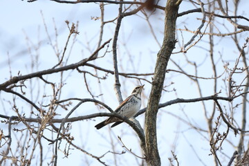 晴れた日に木の枝にとまるツグミ