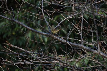 木の枝に止まるアオジ