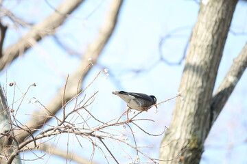 ナンキンハゼの実を食べるムクドリ