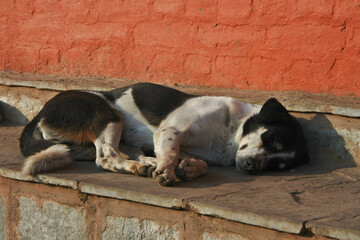 Sleeping dogs inside the Swayambhunath temple area in Kathmandu, Nepal.