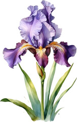 Watercolor painting of Bearded Iris flower. 